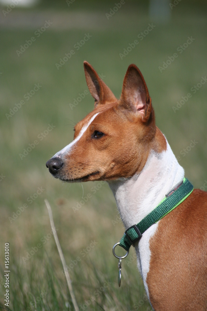 Basenji Calaila 21 Basenji Calaila 21