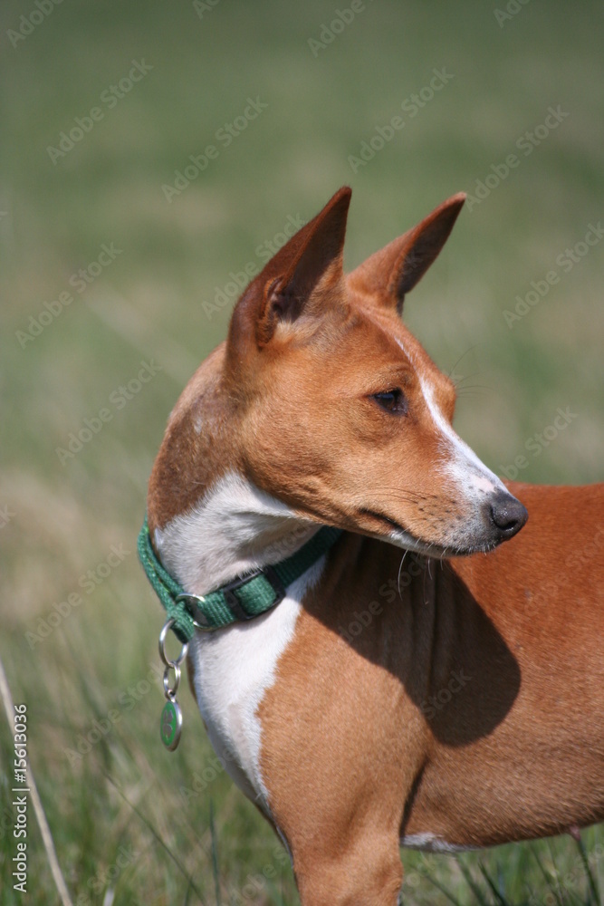 Basenji Calaila 20 Basenji Calaila 20