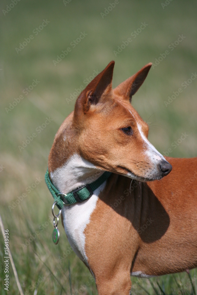 Basenji Calaila 20