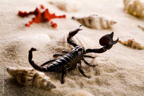 Shells  sand and scorpion
