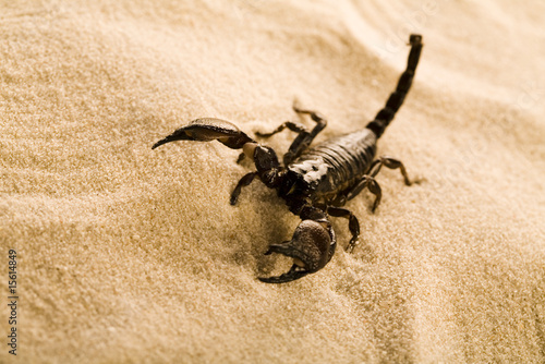 Scorpion on the sand