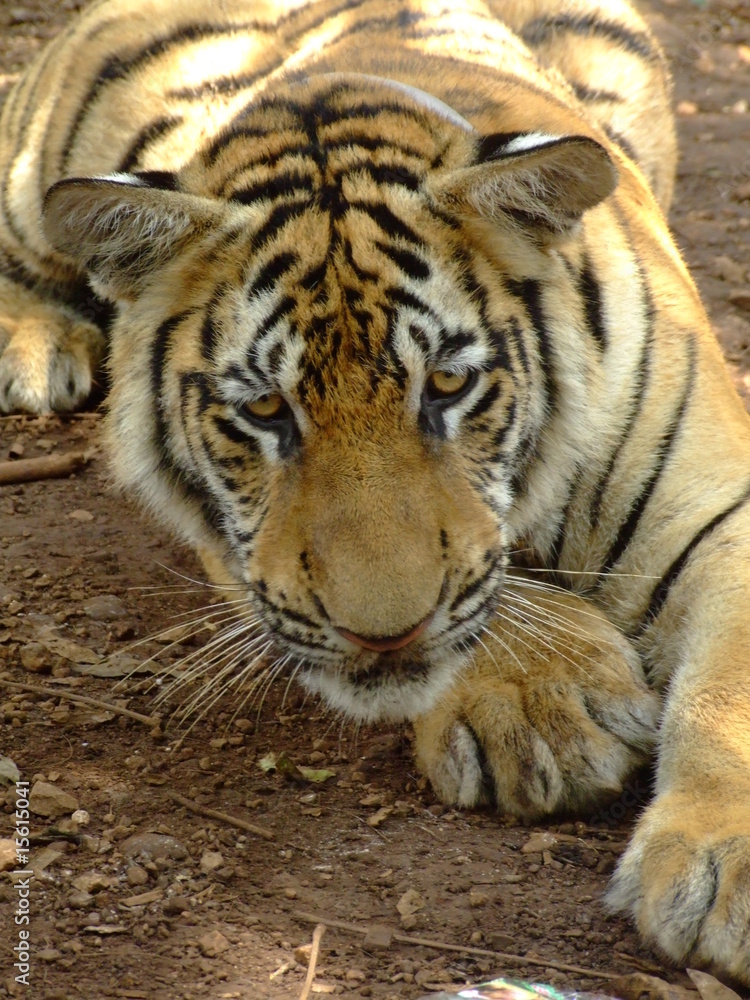 Fototapeta premium Tigre
