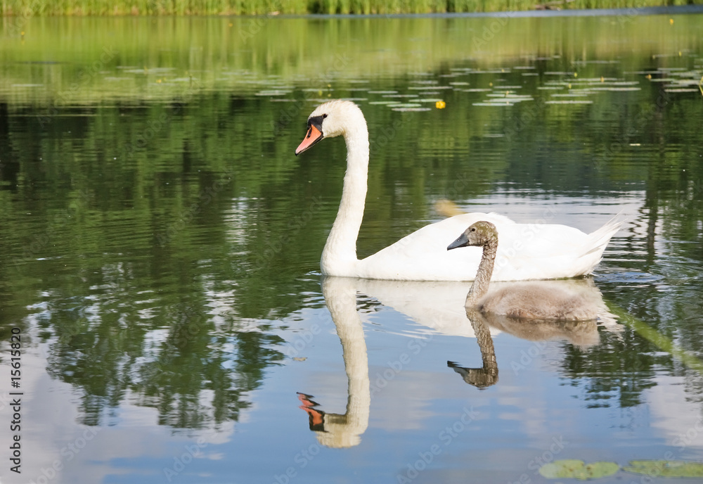 Fototapeta premium swan and young