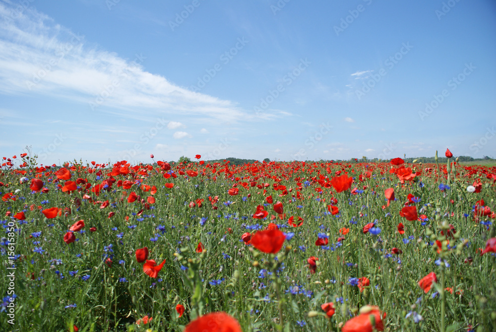 Obraz premium Poppy field
