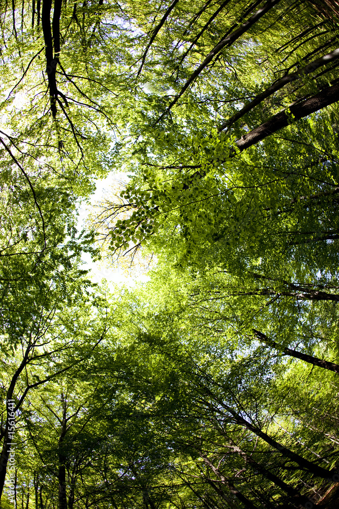 Fototapeta premium Fall treetops