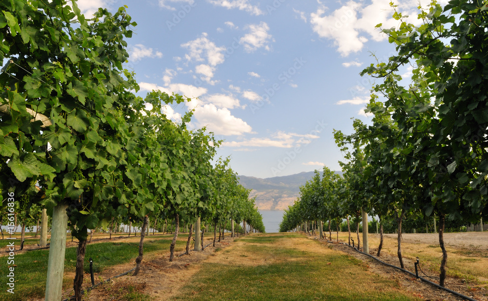 vineyard on a hillside near Kelowna vineyard on a hillside near Kelowna