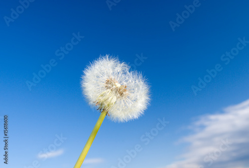 Dandelion seed head.