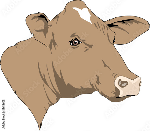 head of cow, vector illustration