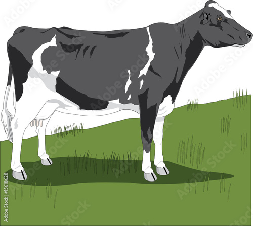 cow in a pasture, vector illustration