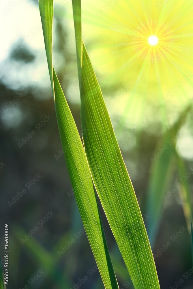 green sprouts in a rays of sun