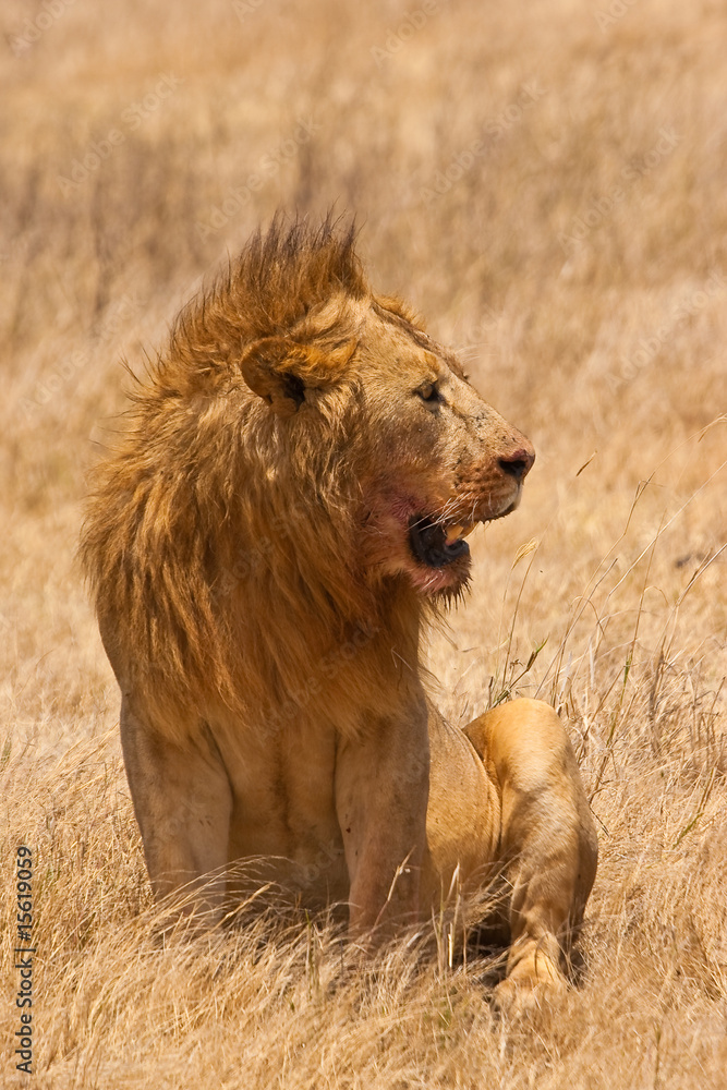Male lion sitting in the dry yellow grass