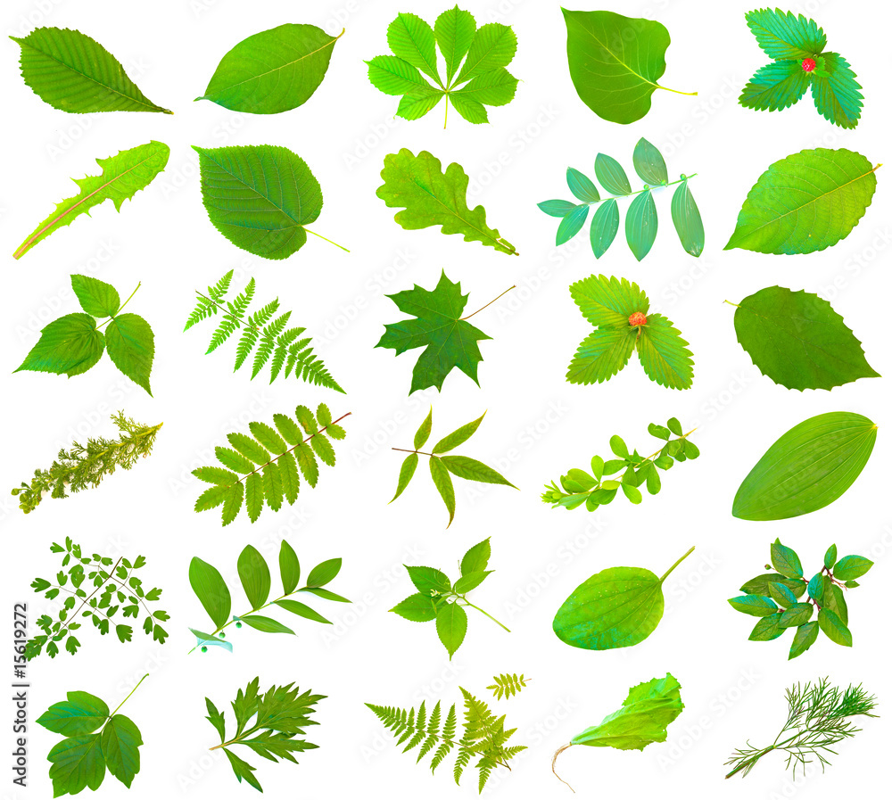 set of different green leaves