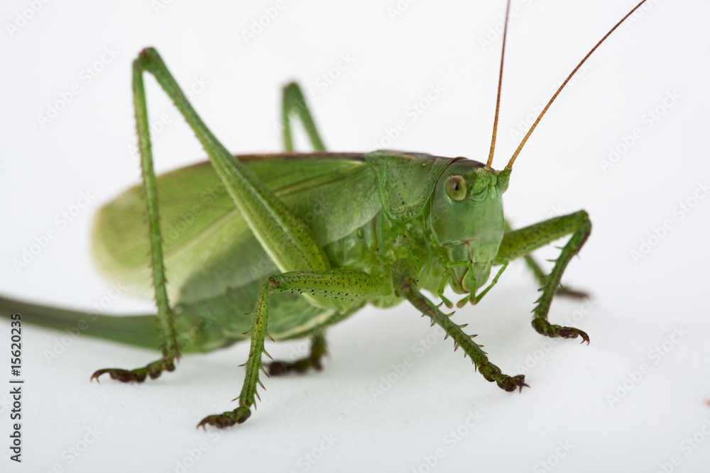 Tettigonia cantans - Zwitscherschrecke Tettigonia cantans - Zwitscherschrecke