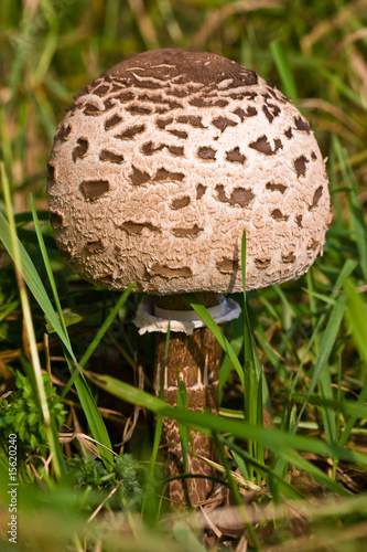 Fungi, mushrooms in a forest