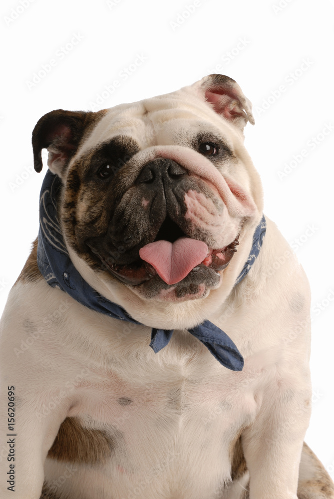 Fototapeta premium happy english bulldog sitting on white background