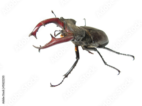 stag-beetle coming into attack on the white