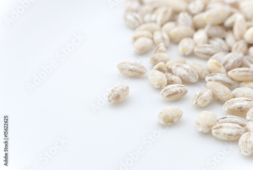 Barley Grains Closeup on White