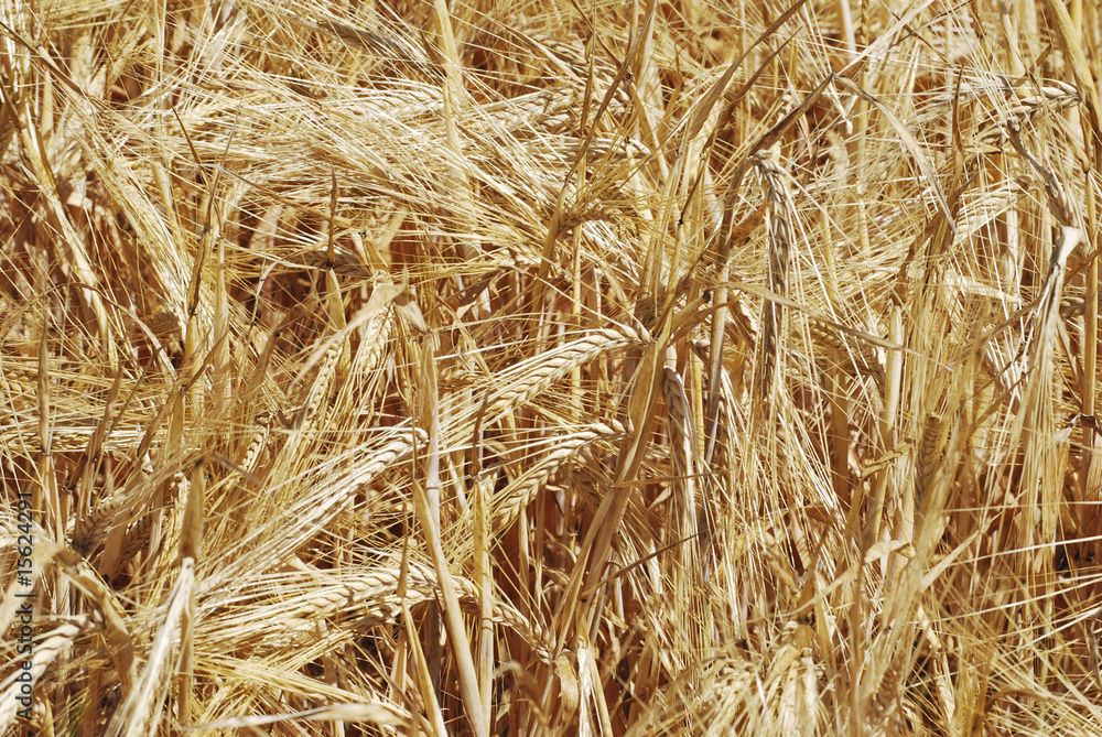 Wheat field Wheat field