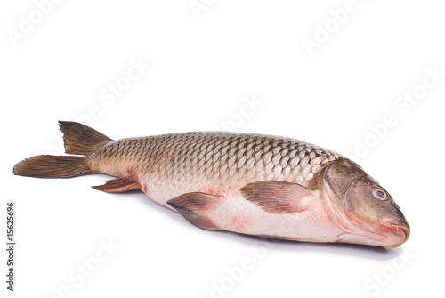 Freshwater fish