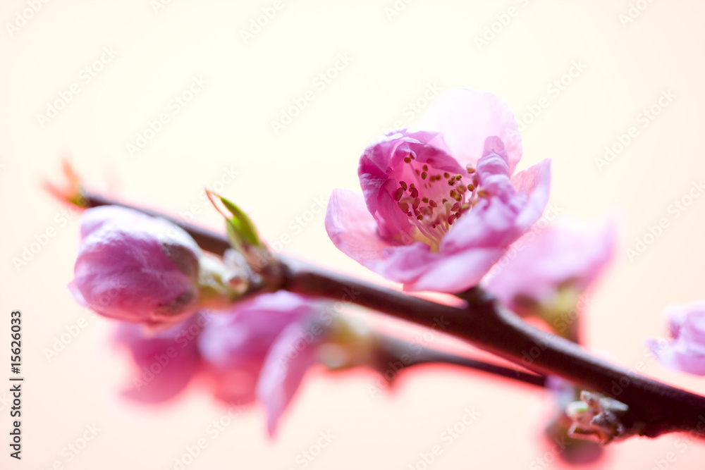 Obraz premium 桃の花