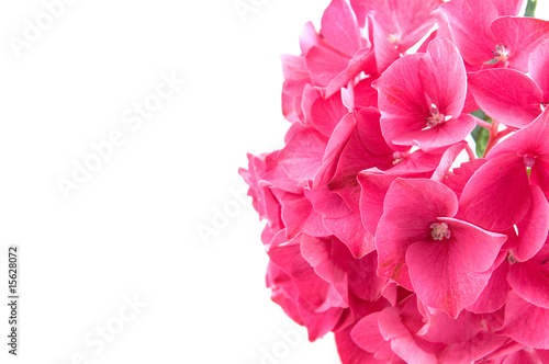 Pink hortensia hydrangea