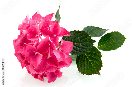 Pink hortensia hydrangea