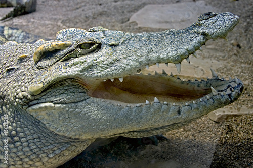 Crocodile siamois 3