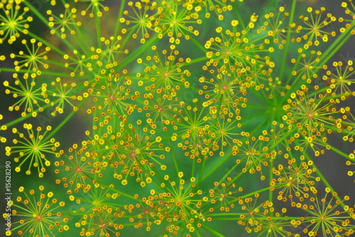 dill