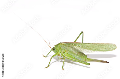 Grasshopper cleaning its leg