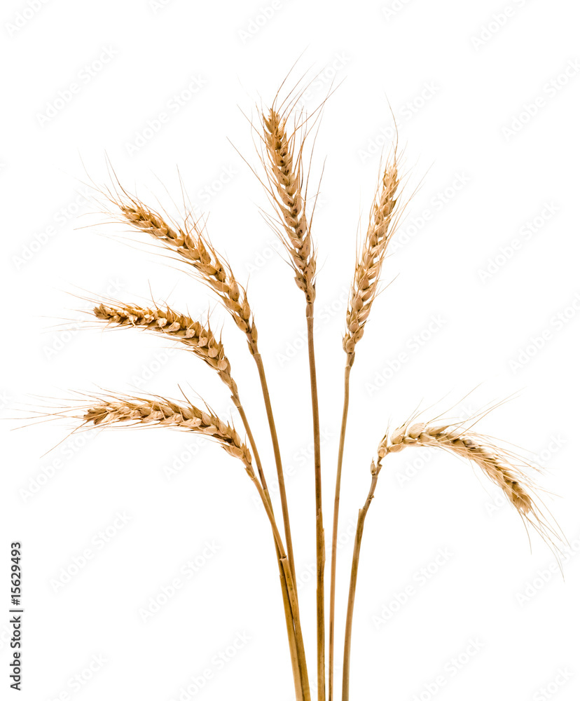 Fototapeta premium wheat isolated on white background