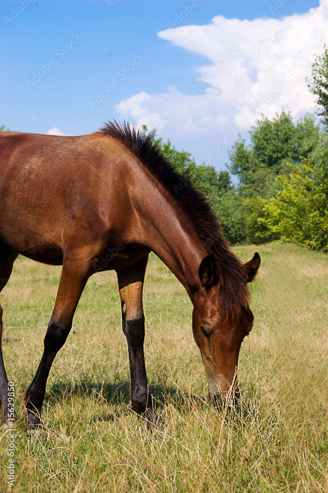 Fototapeta premium Brown horse grazing