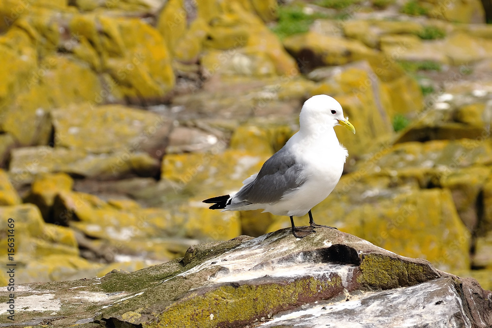Kittiwake (Larus tridactyla) on a rock Kittiwake (Larus tridactyla) on a rock