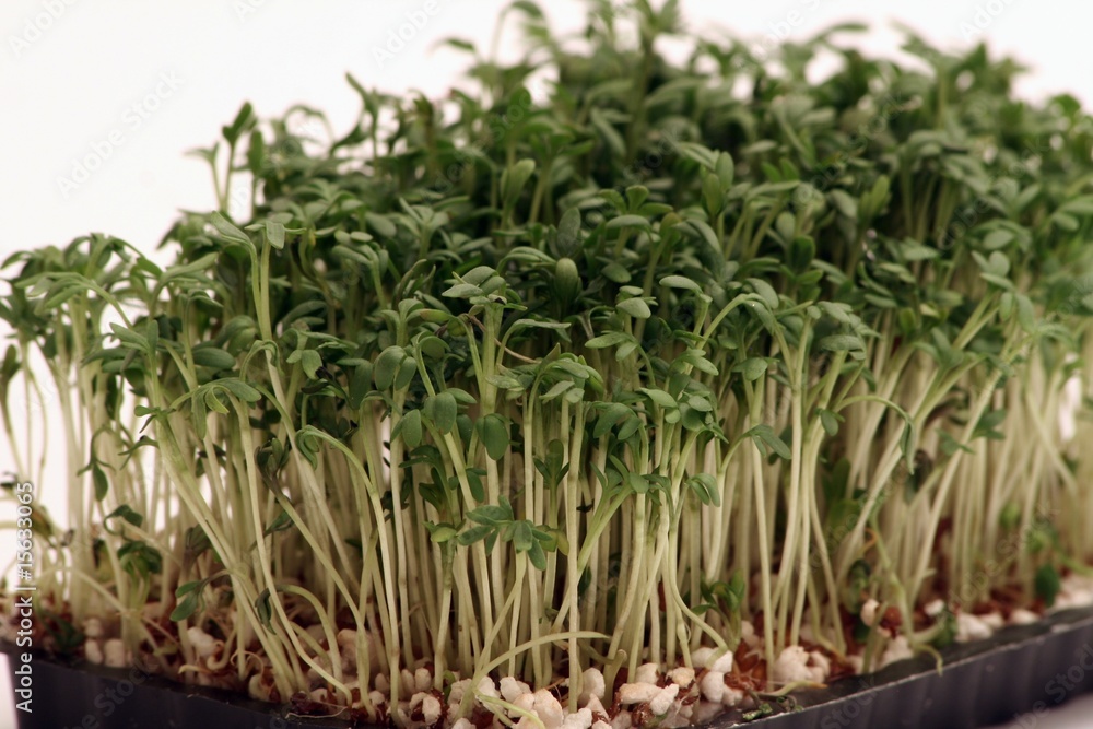 Obraz premium Biokresse