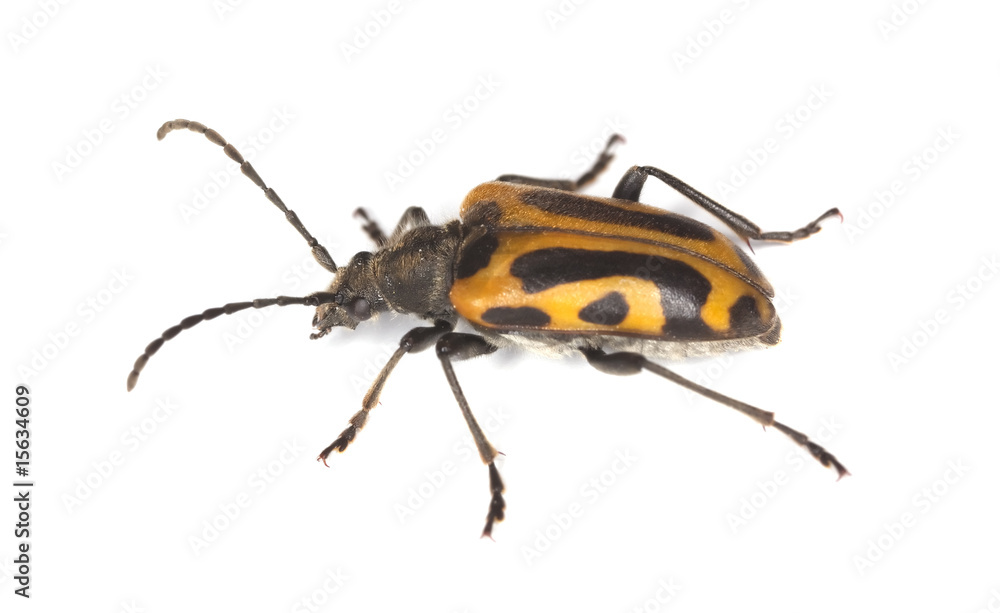 Long horn beetle (Brachyta interrogationis) Long horn beetle (Brachyta interrogationis)