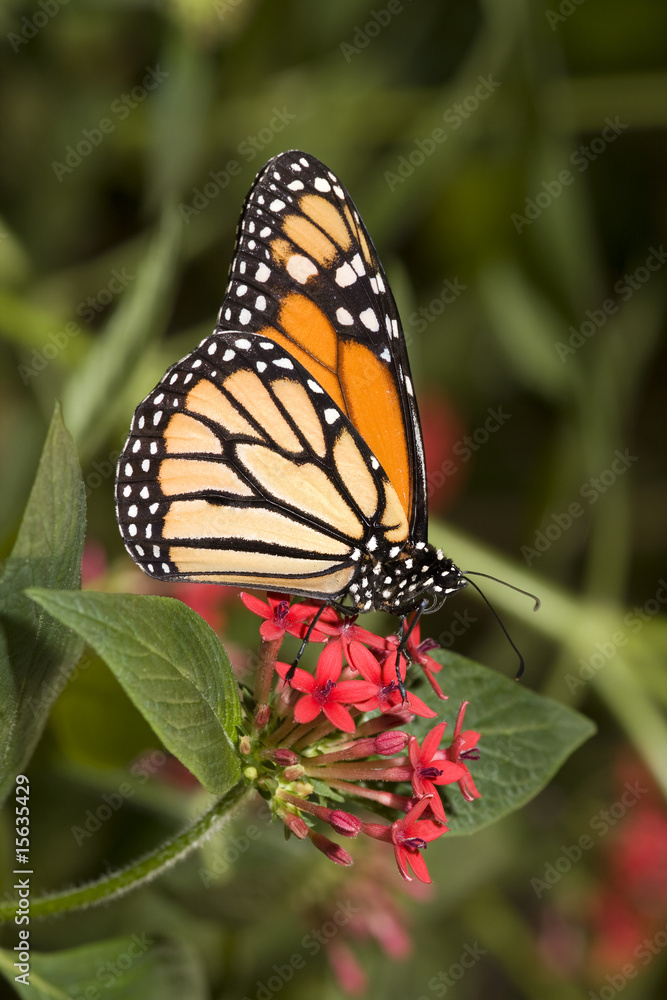 Monarch Butterfly
