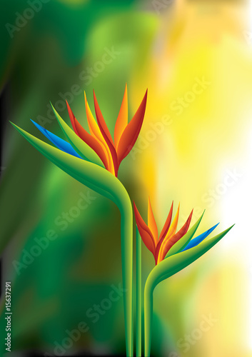 Bird of Paradise