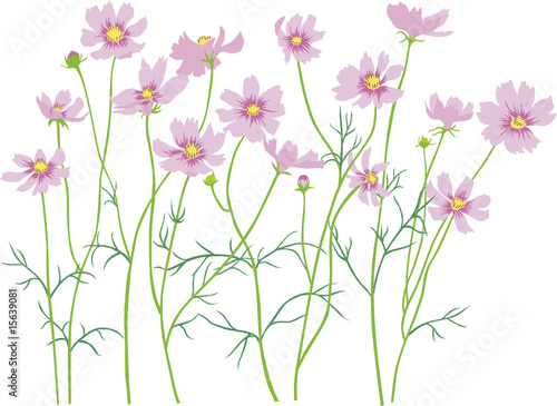 cosmos