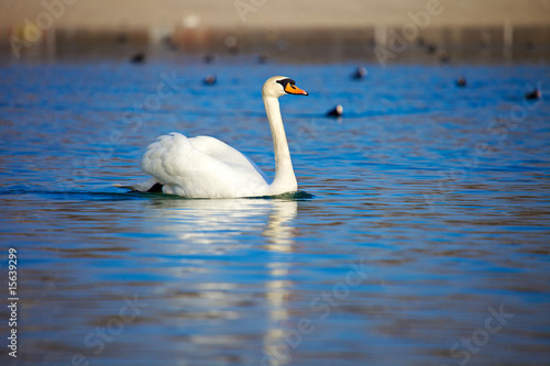 Elegant Swan on the blue lake