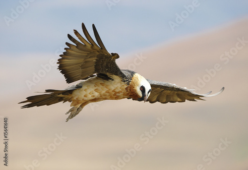 Lammergeyer or Bearded Vulture photo