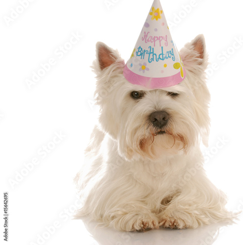 Принти на полотні west highland white terrier wearing cute birthday hat