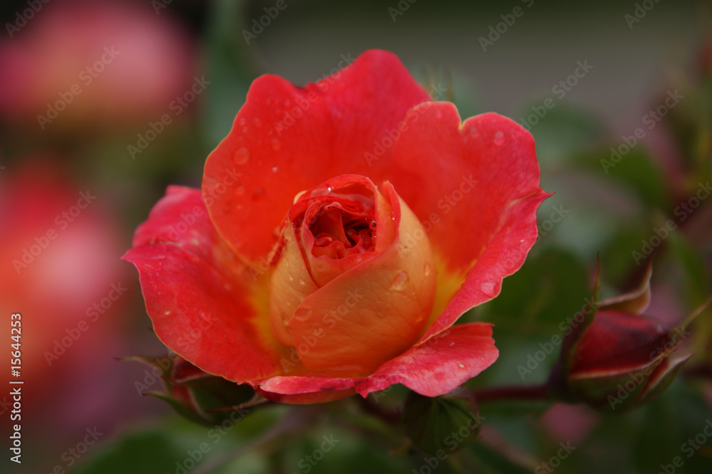 rot bis orangene Rosenblüte im Morgentau rot bis orangene Rosenblüte im Morgentau