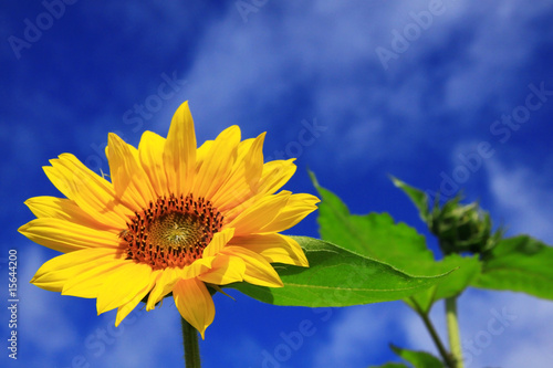 sunflower with sky