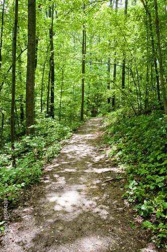 Path Through Spring Forest