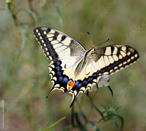 Papilio machaon #15646008