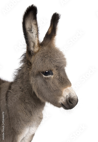 close-up on a donkey foal's head (2 months) © Eric Isselée