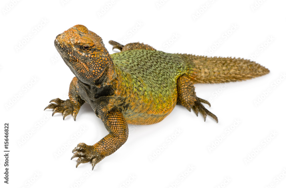 Naklejka premium Uromastyx