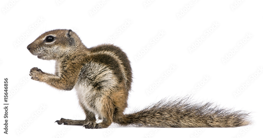 Obraz premium Barbary Ground Squirrel (Atlantoxerus getulus)