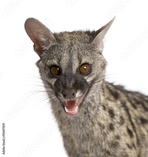 Common Genet - Genetta genetta photo