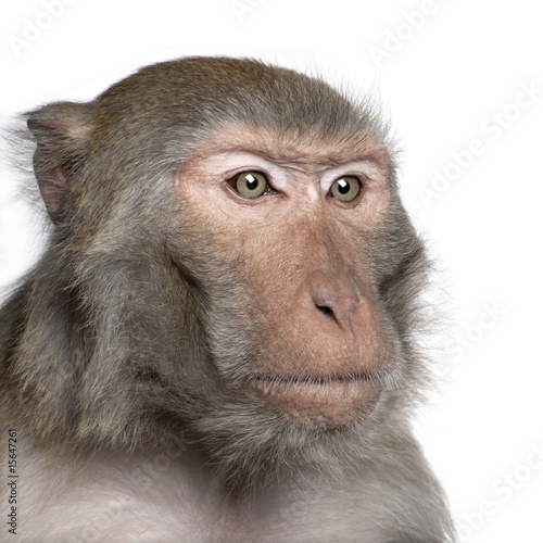 Rhesus Macaque - Macaca mulatta photo