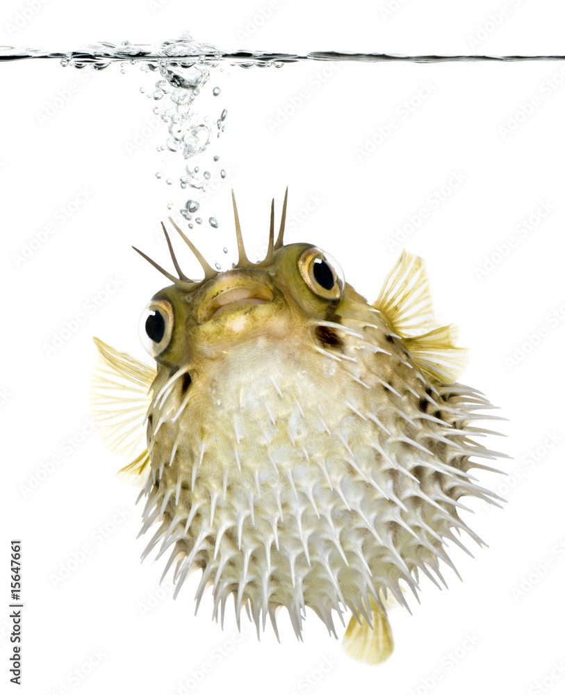 Obraz premium Long-spine porcupinefish (fish) swimming below the waterline
